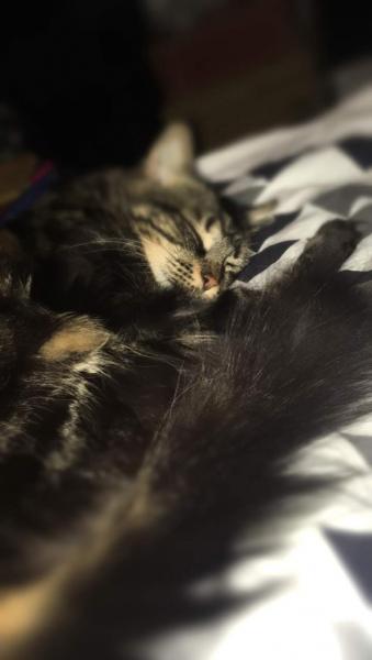 Jinxie