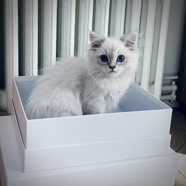 Photo de Shiro