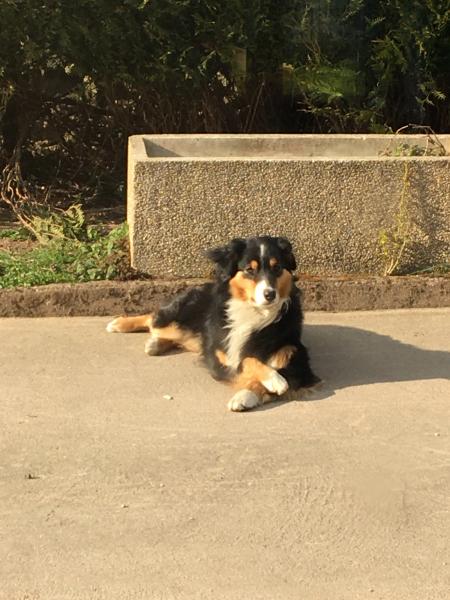 Photo de Pepsi