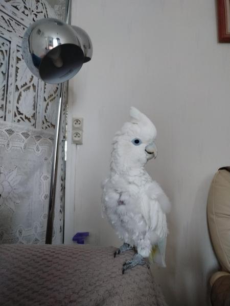 Photo de Rocco