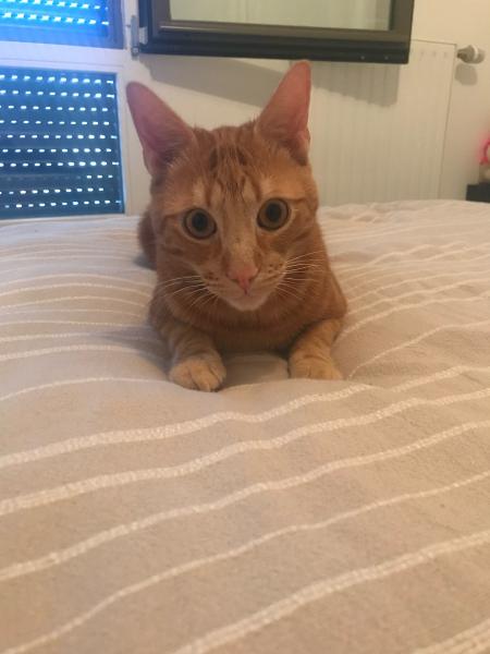 Photo de Tarzan