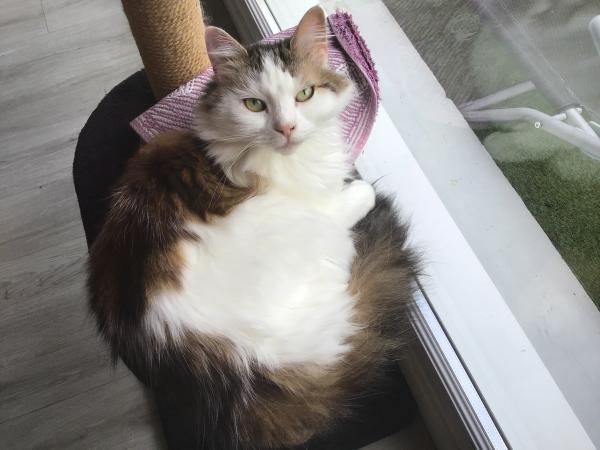 Photo de Bella