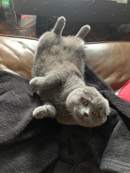 Floki
