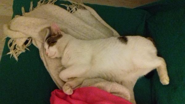 Loulou