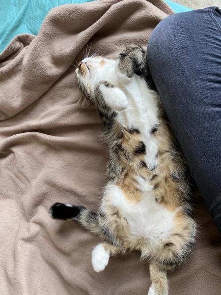 Maximus