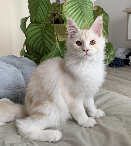 Loky