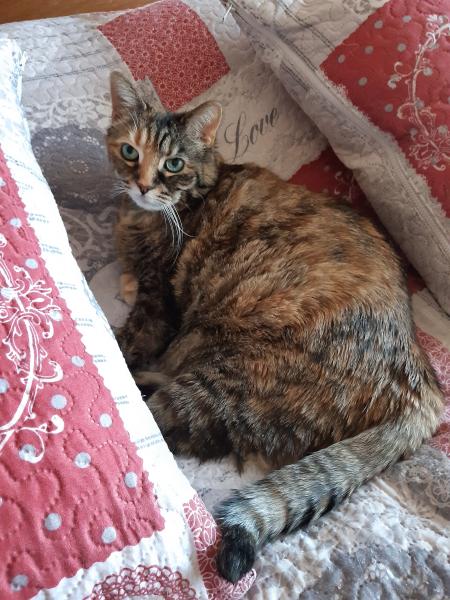 Photo de Clochette
