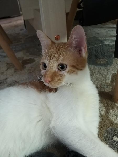 Archie