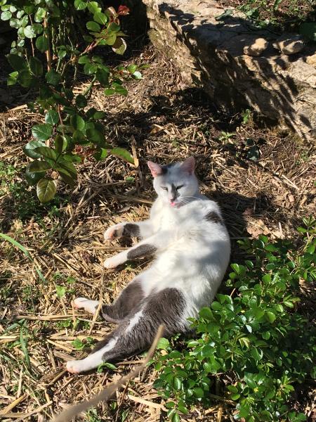 Photo de Pounga