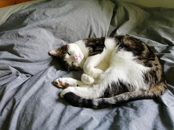 Photo de Spyro