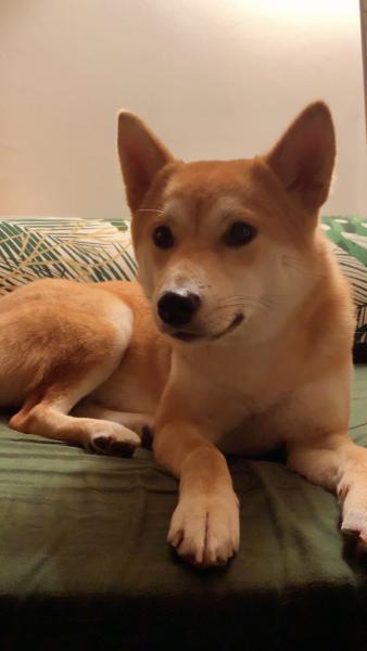 Pixie