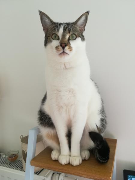 Photo de Abu