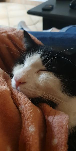 domino