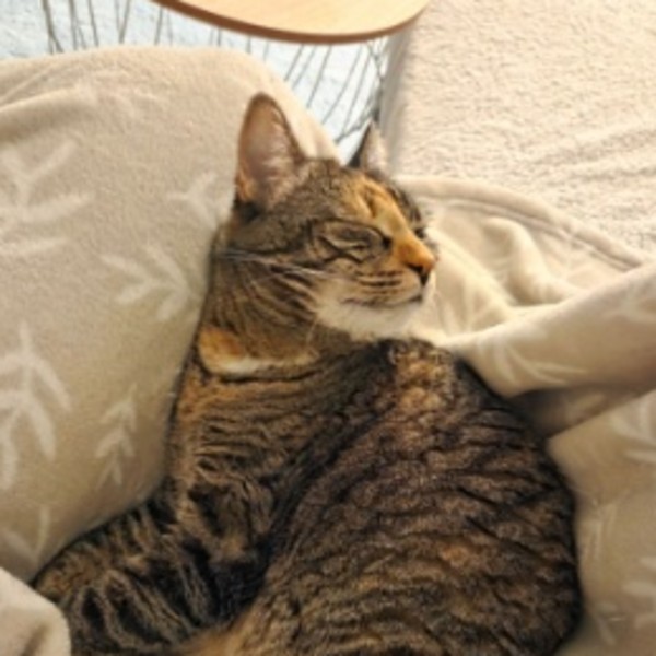 Photo de Pistache