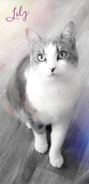 Photo de Lily