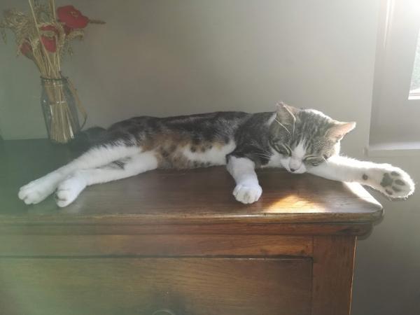 Photo de Hestia