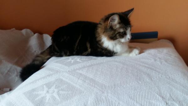 Photo de Pooky