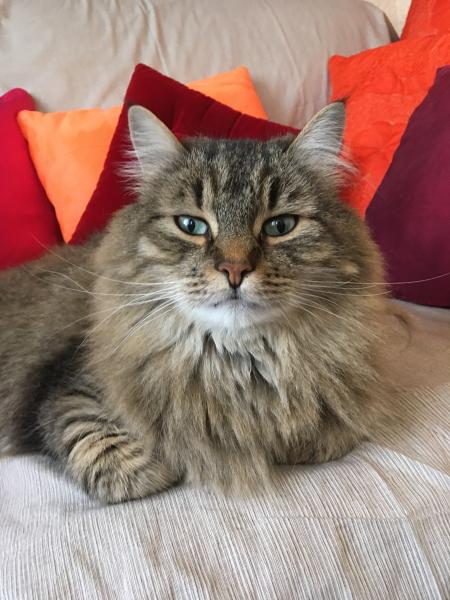 LEO