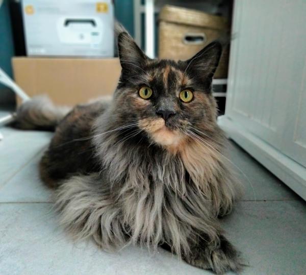 Mila