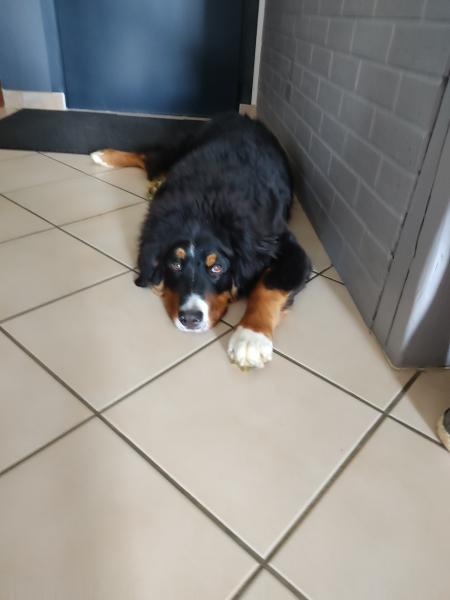Photo de simba