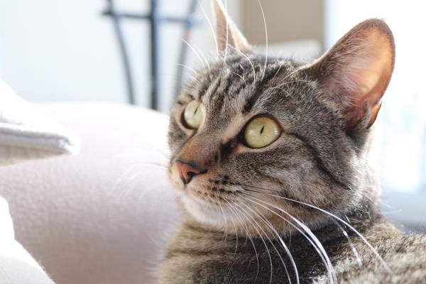 Photo de Liloo