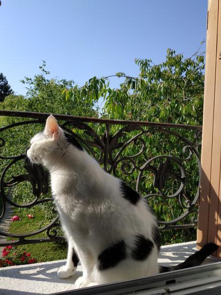Photo de Moustic
