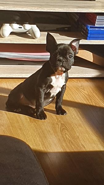 Photo de gizmo 😍