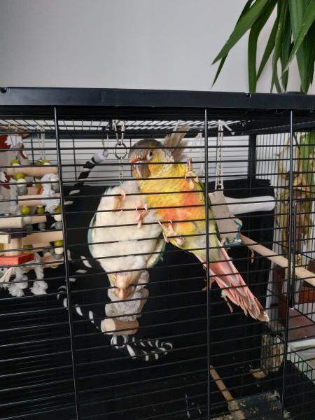 Kiwi et Pepin