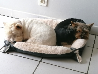 Photo de milo