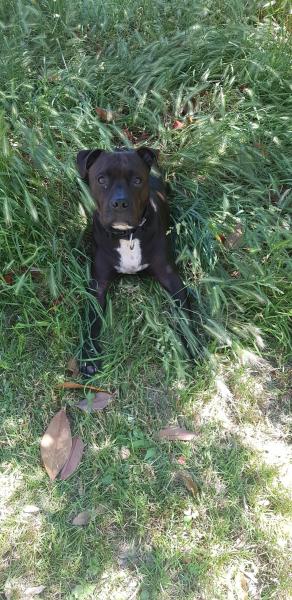 Blacky