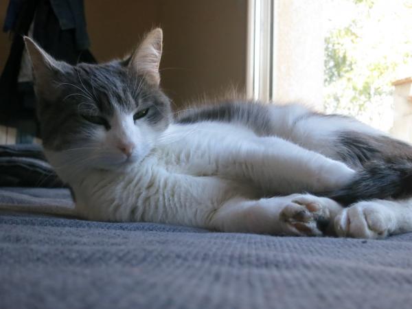 Photo de Chatouille