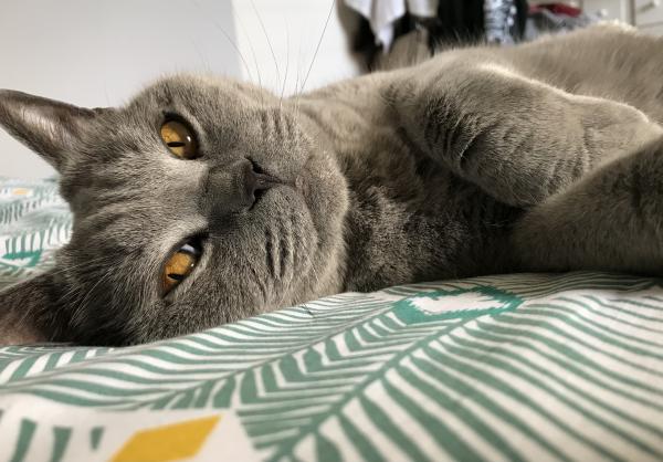Figaro