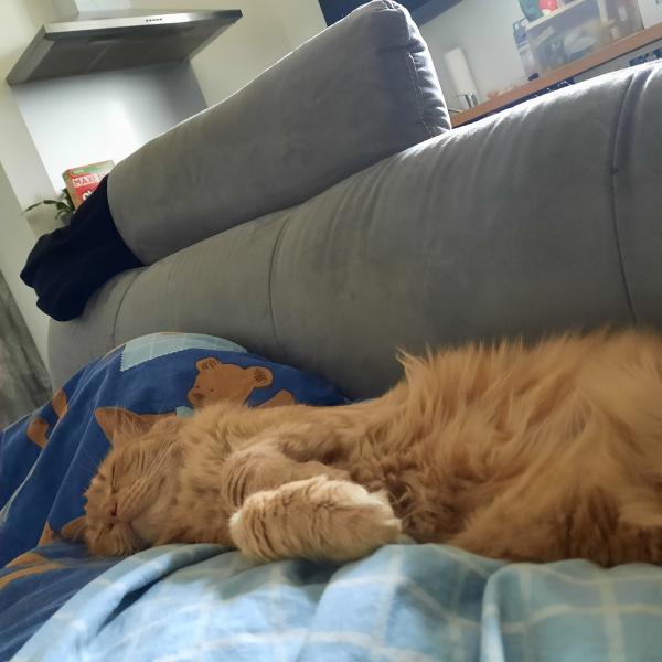 Photo de Minou