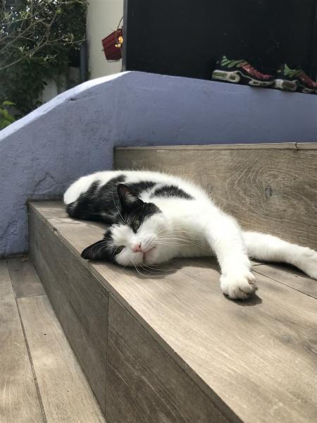 Photo de Minette