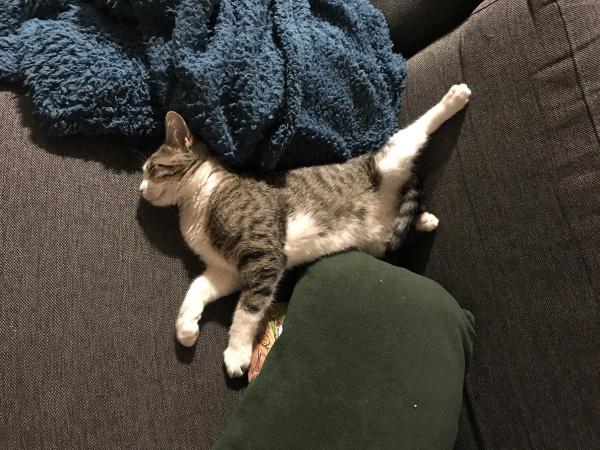 Photo de Roméo