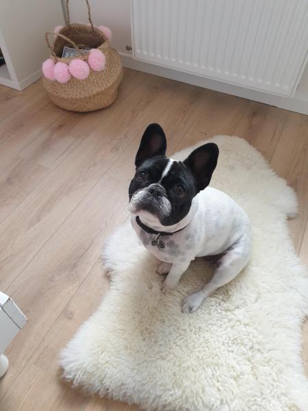 Photo de POPPY