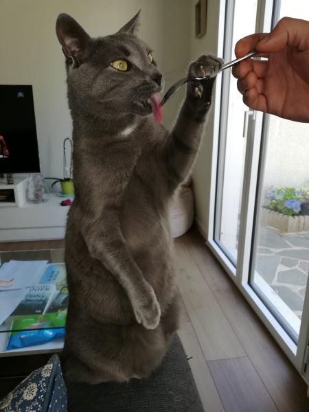 PEPINO