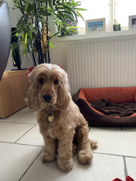 Photo de Poppy