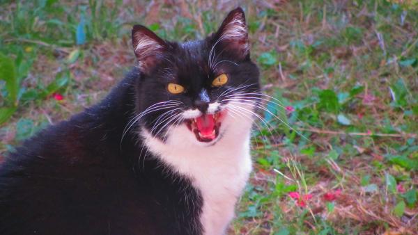 Réglisse
