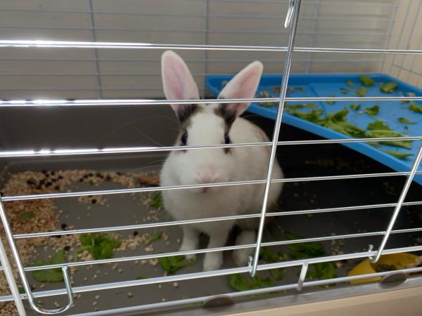 Pierre lapin