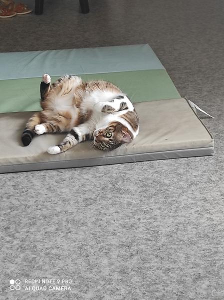 Nala