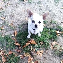 mickey