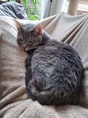 Photo de Blue