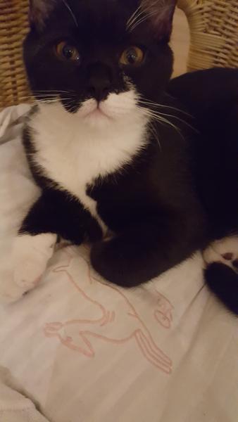 Photo de Domino