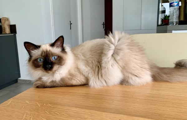 Pirouette