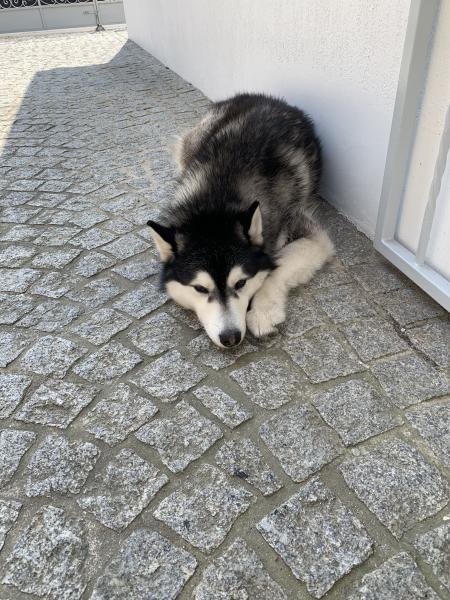 Tyson