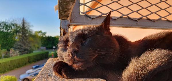 Photo de Bagheera