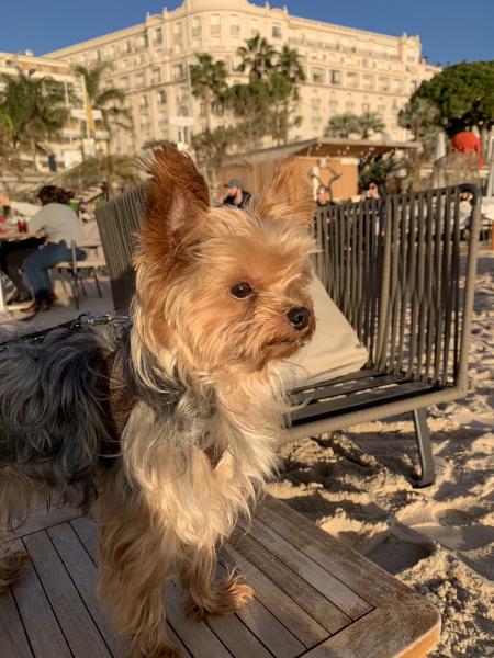 Photo de Cookie