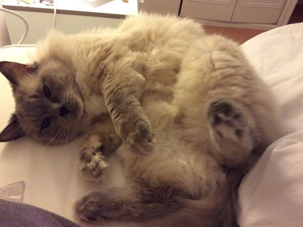 Theo