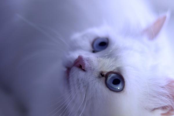 Photo de Charm